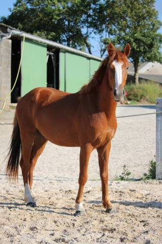 Cheval à vendre 