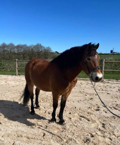 Poney à vendre