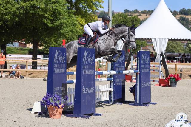 Cheval hongre de 5 ans 