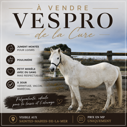 Jument pp camargue