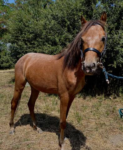 Ponette idéale club