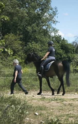 Débourrage cheval – travail du jeune cheval 