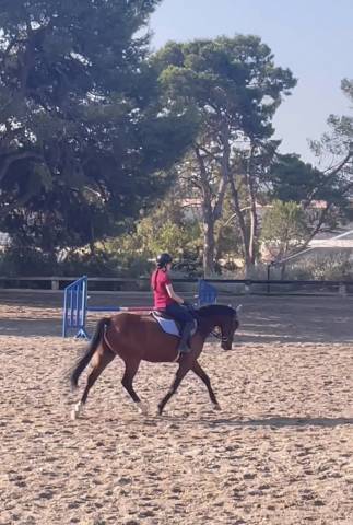 Super hongre de 4 ans à vendre 