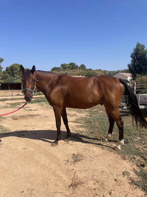Super hongre de 4 ans à vendre 