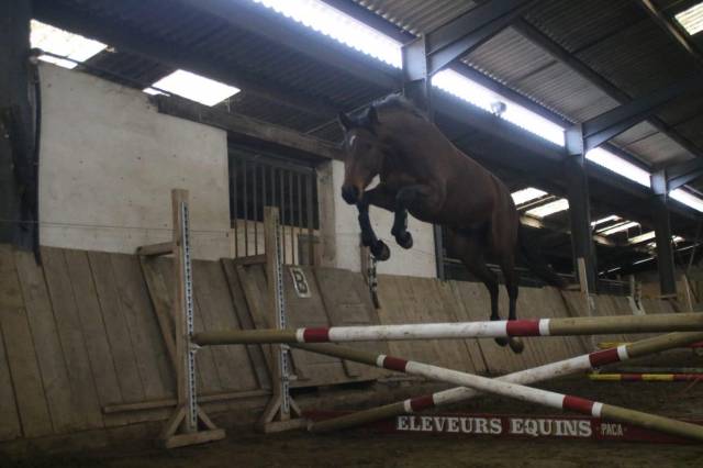 Super hongre de 4 ans à vendre