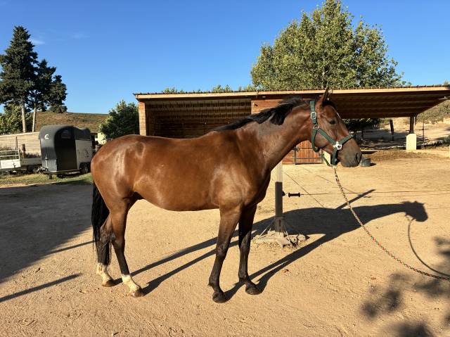 Super hongre de 4 ans à vendre