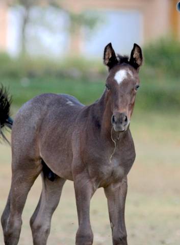 Magnifique foal mâle welsh part bred