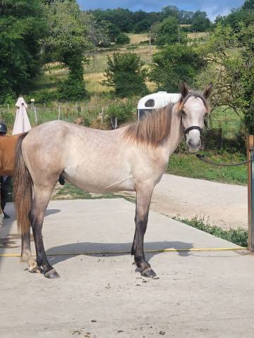Poney pleins papiers connemara 1 an