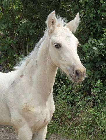 Foal connemara pp palomino