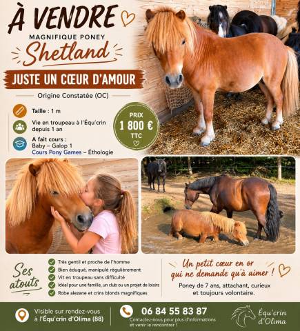 Vends  shetland 1m oc nomme 