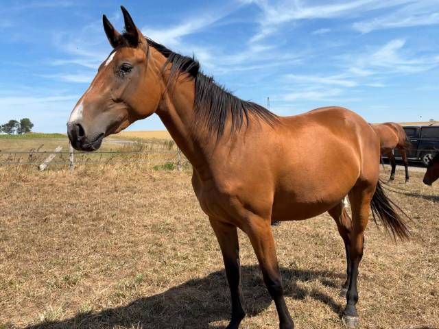 Ophelia d’enocq (carrera vdl x diamant de semilly)