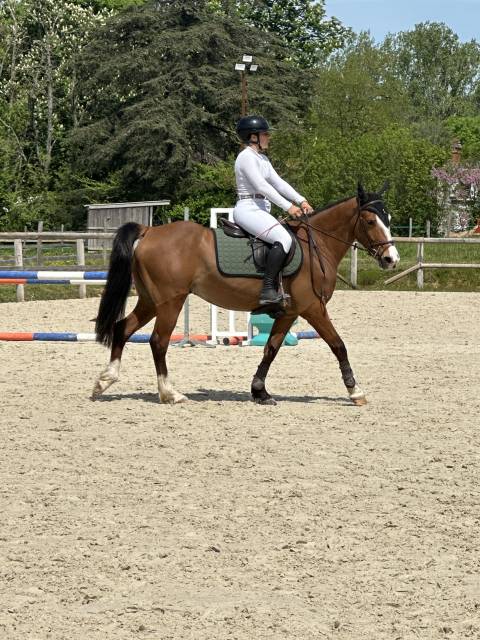 Poney 4ans d hongre pfs