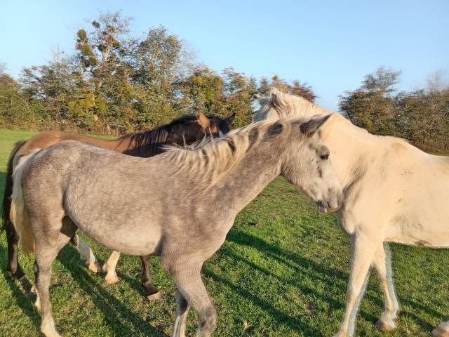 Ă vendre ponette pfs de 1 an