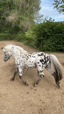 A vendre entier poney onc