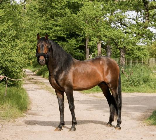 Sublime pre de 4 ans 
