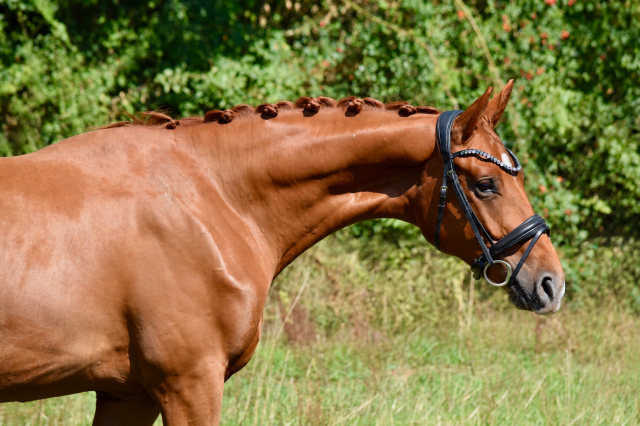 Hongre de 2 ans par escaneno x foundation 