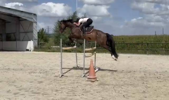 Hongre de 7 ans