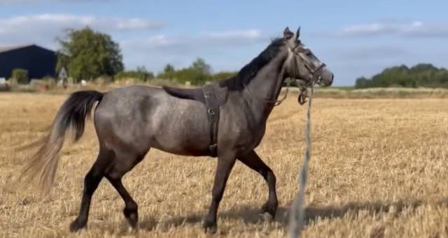 Poney à vendre - narco du rouvre  hongre connemara