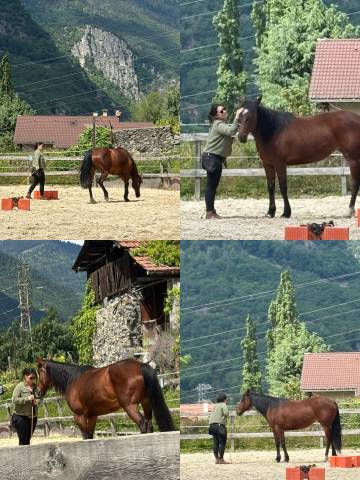 Kiara - jument baie onc de 6 ans 
