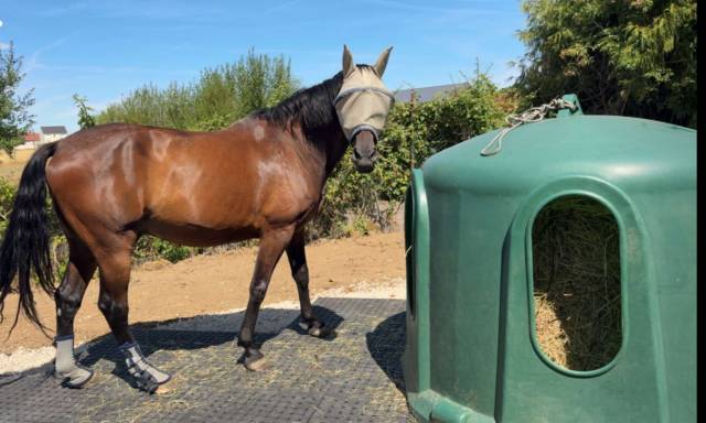 Pré chevaux - secteur 13 min d'etampes (91)