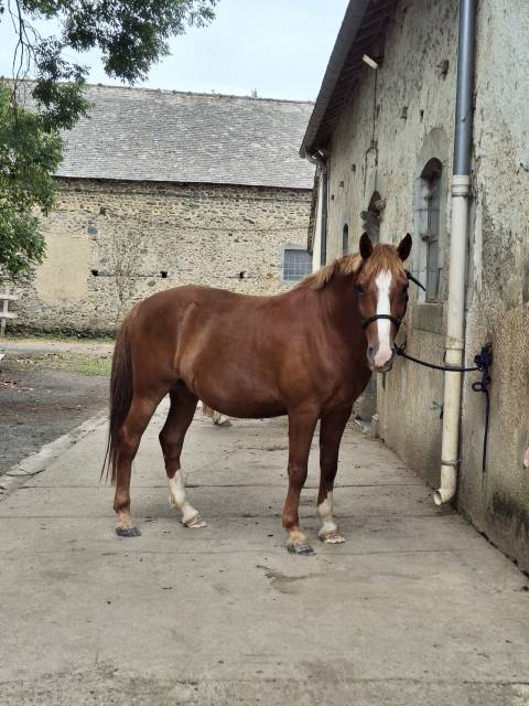 ?hongre alezan de 10 ans – 1,50 m