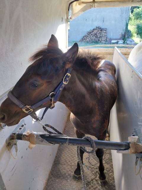 Superbe poulain pre - papiers ancis / sire