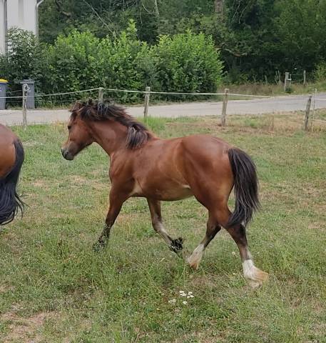 Poulain welsh cob