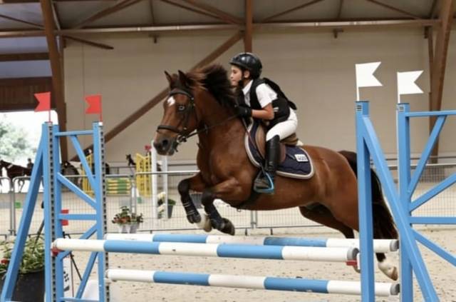 Poney b à louer ou à vendre