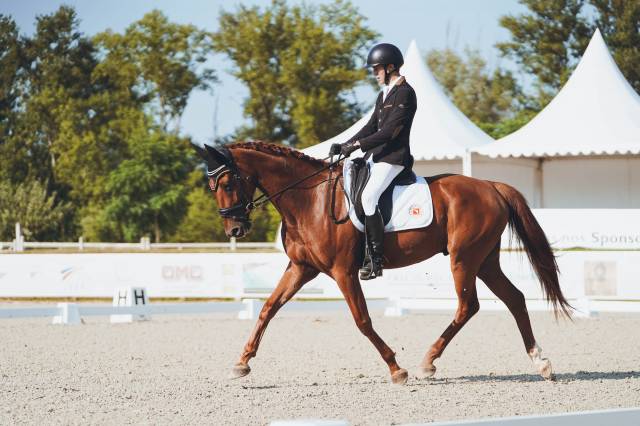 Vente cheval dressage 6 ans