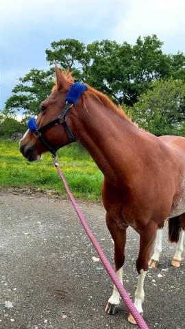 Adorable hongre quarter horse