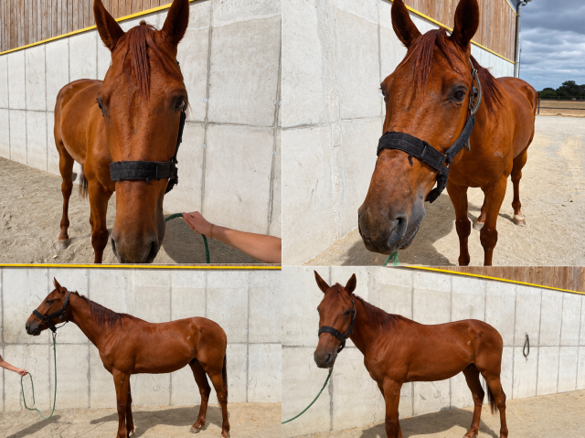 Trotteur de 4 ans