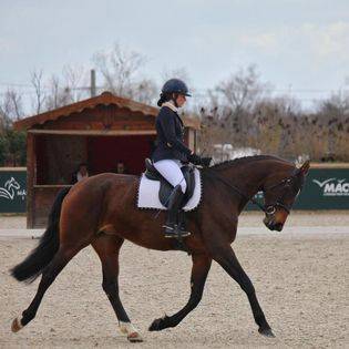 Jument assurance vie pour dressage amateur