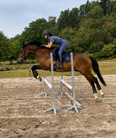 Welsh part-bred 4 ans