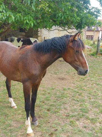 Poulain sf 1 an casall, tot de sémilly