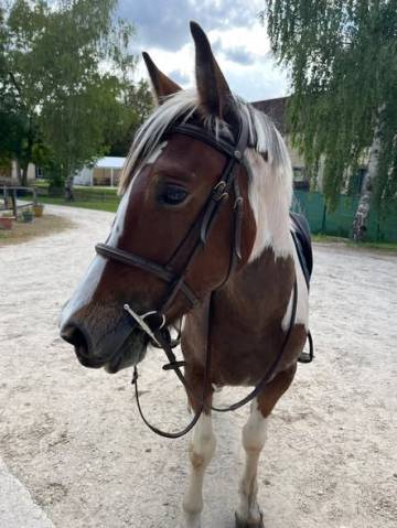 Latino - cheval de famille / randonné