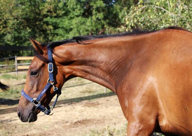 Très chic pouliche 2 ans et demi toutes disciplines spo