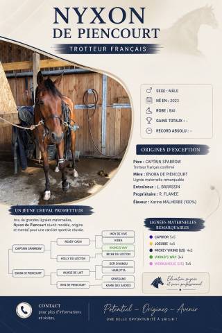 Nyxon de piencourt - petit fils de ready cash