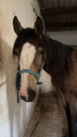 Cheval 4 ans oc