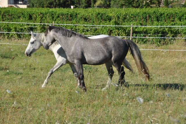 Connemara de 3 ans 