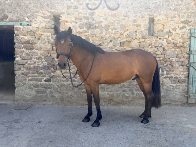 Poney c à vendre