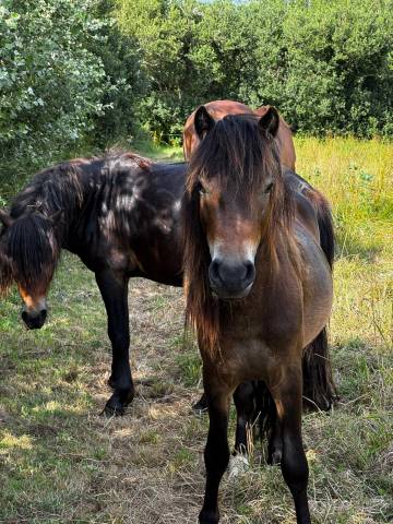 Poney dartmoor