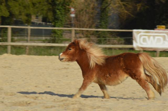 ✨ à vendre : nala ✨