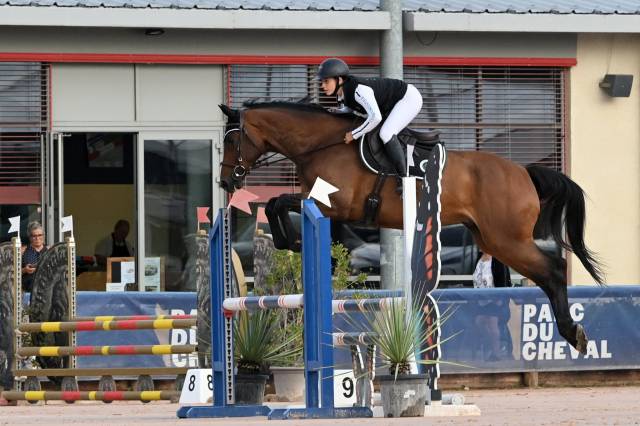 Jeune cheval de sport 