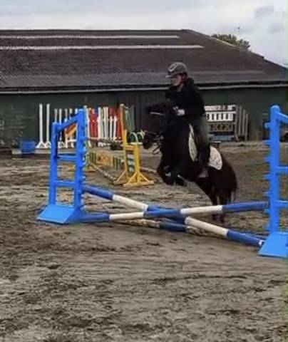 Top poney shetland