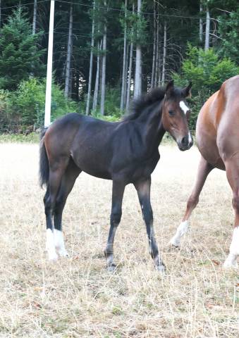 Poney femelle pfs sport cso