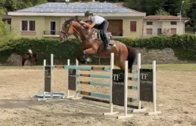 Jument aes anglo european studbook a vendre 2015 bai par sea coast don't touch tiji hero