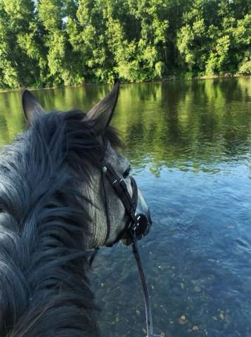 Poney d de 4 ans