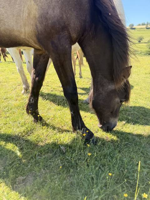 Pouliche pure race espagnole 