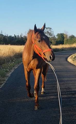 Cheval polyvalent
