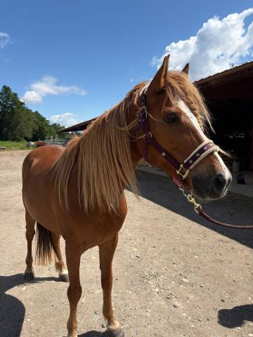 Très beau poney onc 7 ans